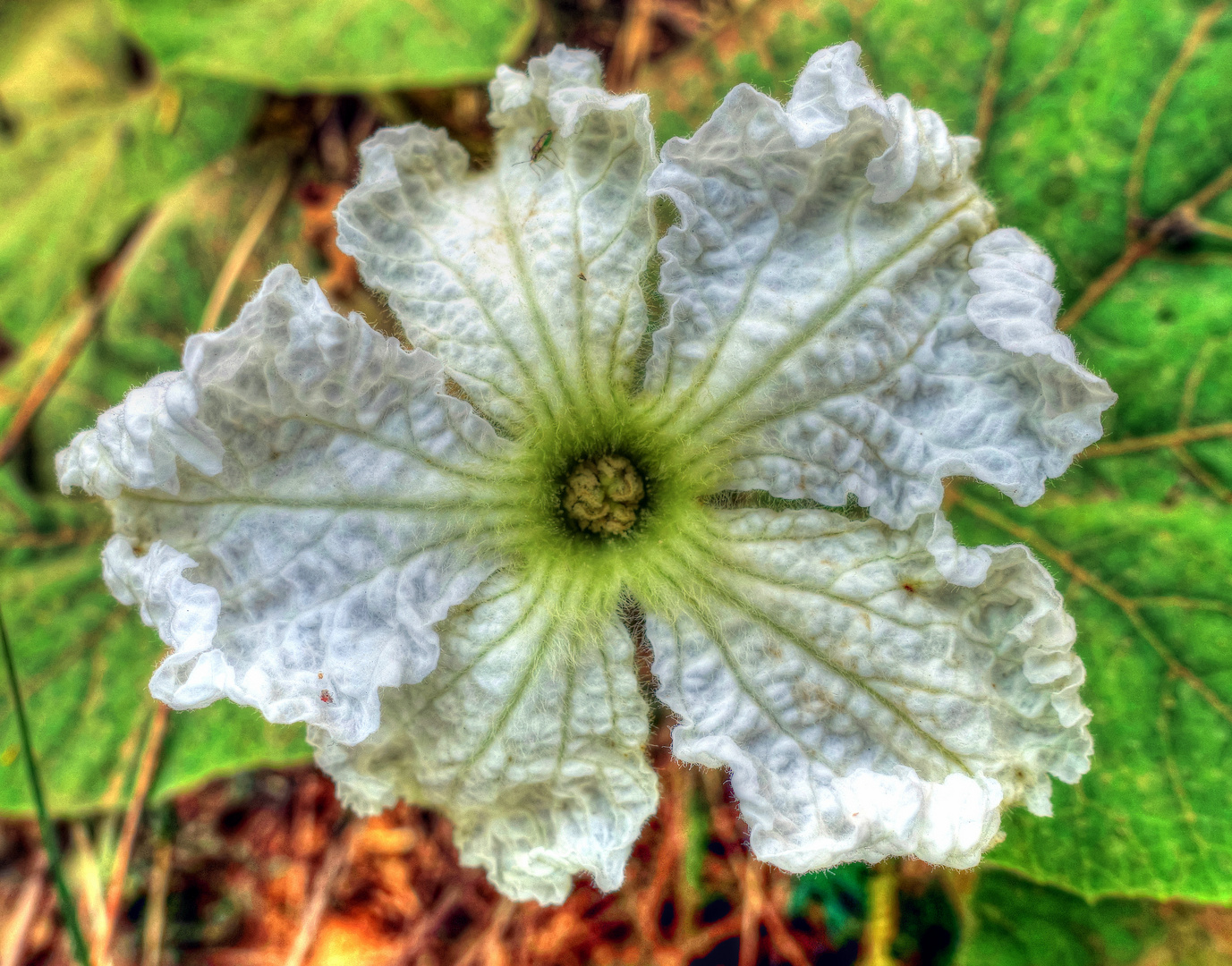 Almoster - flor de la carbassa - Baix Camp