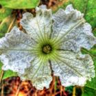Almoster - flor de la carbassa - Baix Camp