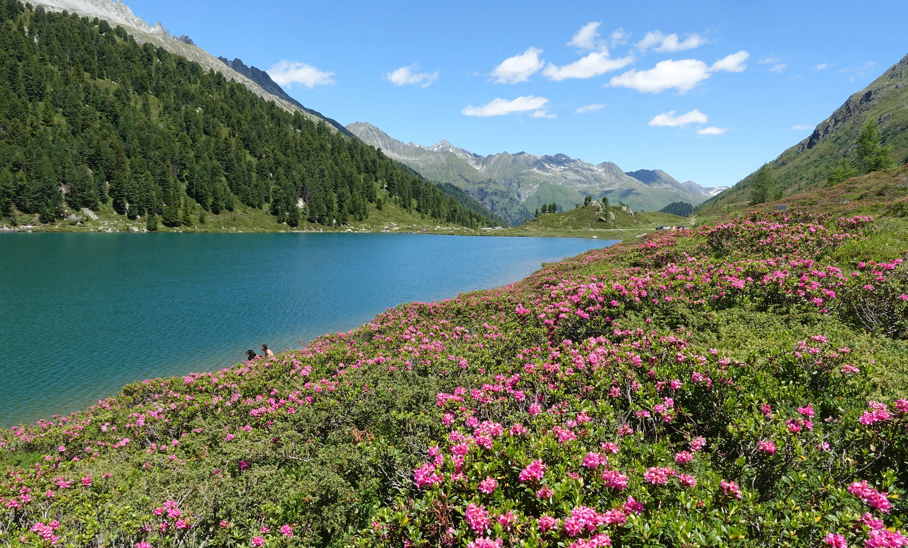 Almrausch am Bergsee