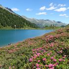 Almrausch am Bergsee