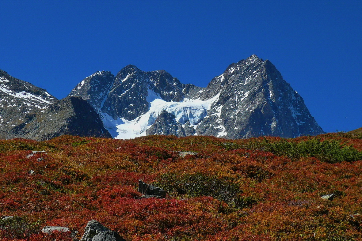 Almrausch im Pitztal