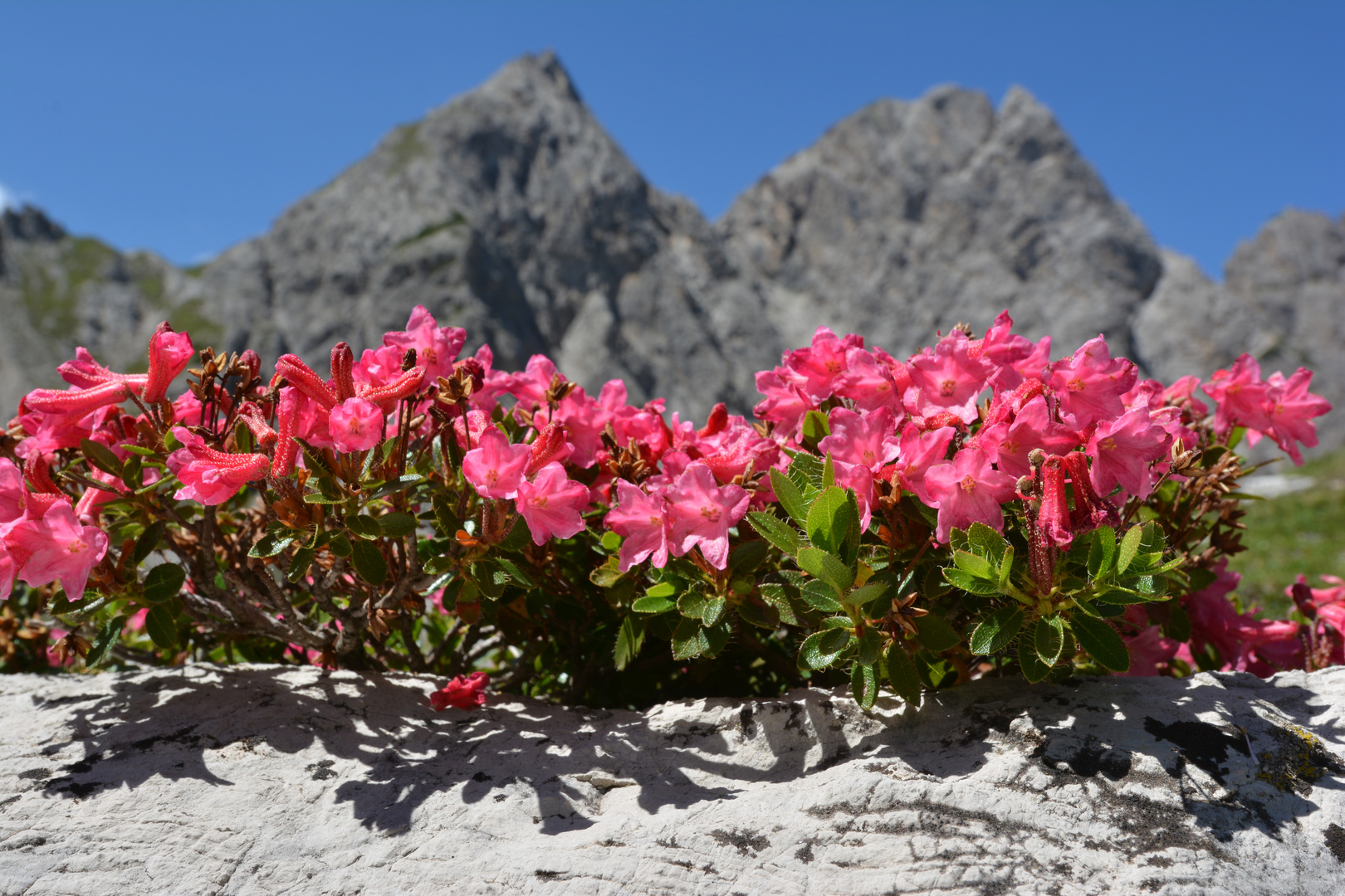 Almrausch in den Dolomiten...