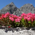 Almrausch in den Dolomiten...