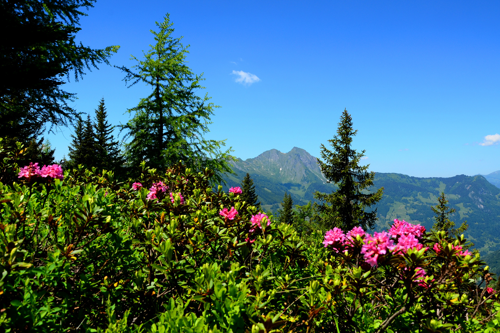 Almrauschblüte am Fulseck - Dorfgastein mit Blick zum Bernkogel