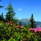 Almrauschblüte am Fulseck - Dorfgastein mit Blick zum Bernkogel