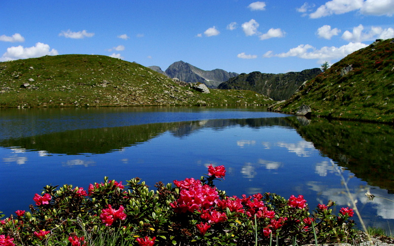 Almrauschblüte beim Schönalmsee