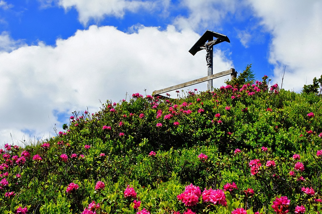 Almrauschblüte in den Lungauer Bergen