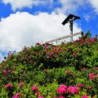 Almrauschblüte in den Lungauer Bergen