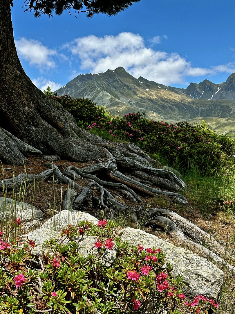 Almrosenblüte