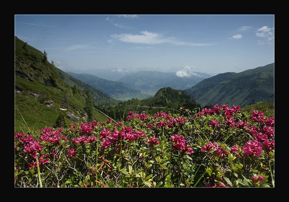 Almrosenblüte