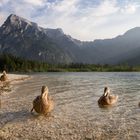 Almsee in Oberösterreich