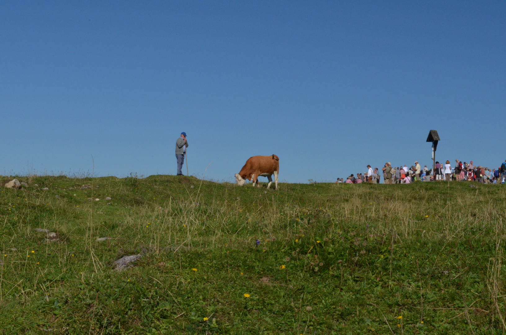 Almumtrieb Winklmoosalm 2012 2