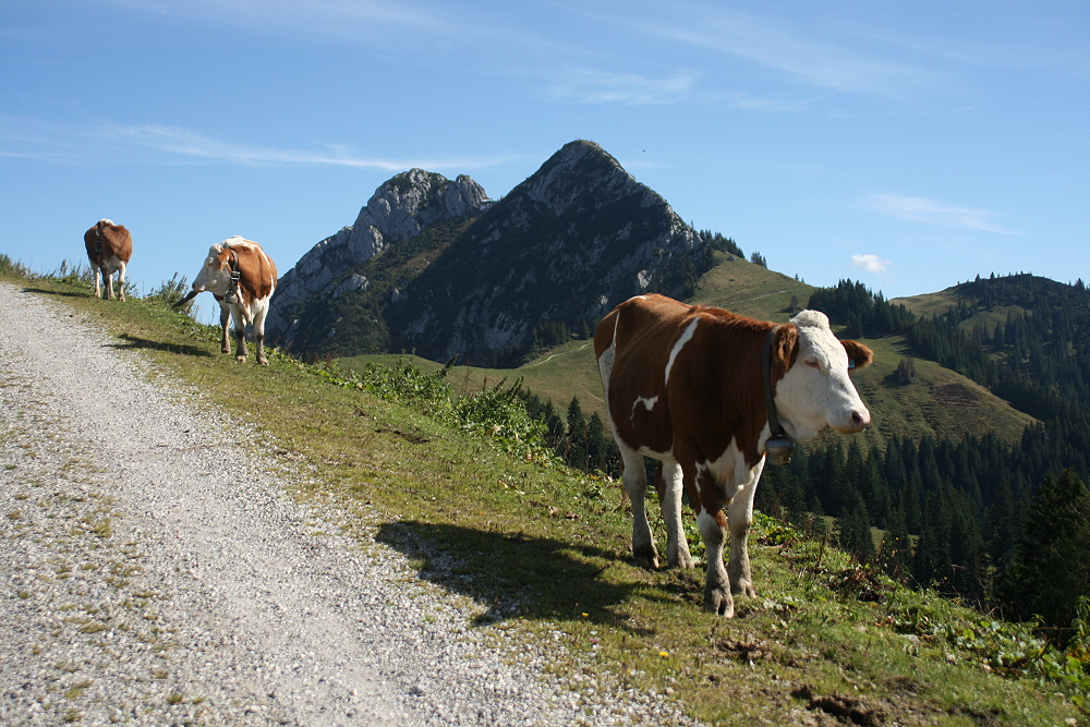 Almweg mit Kühen