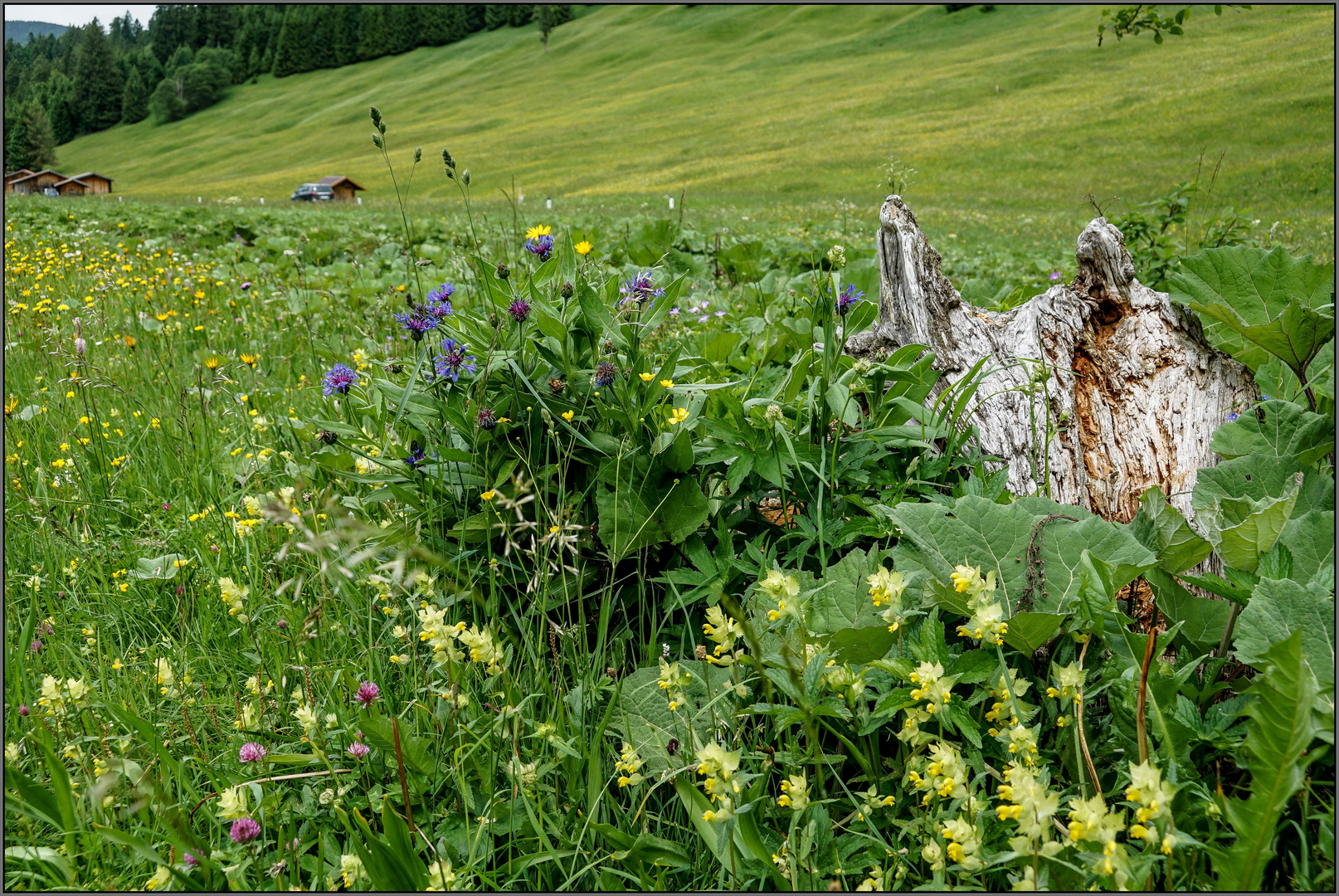 Almwiese im Engetal / Ostallgäu ..