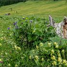 Almwiese im Engetal / Ostallgäu ..