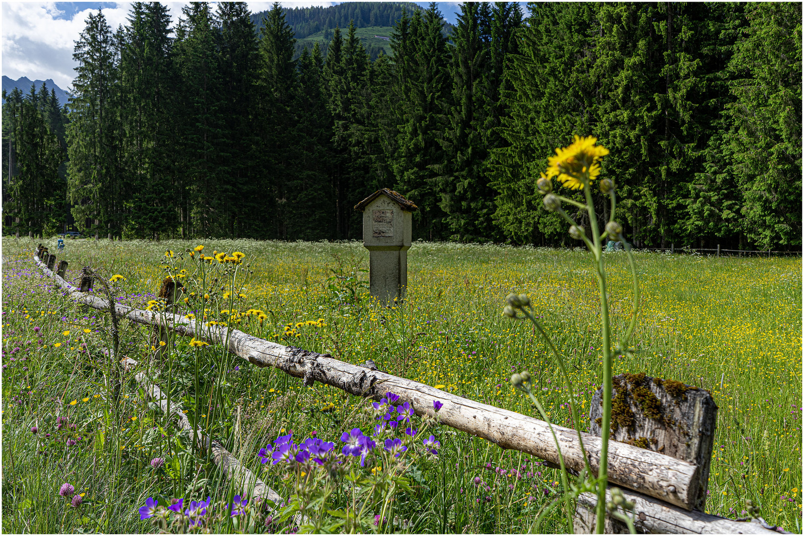 Almwiese im Schwarzachtal