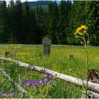 Almwiese im Schwarzachtal