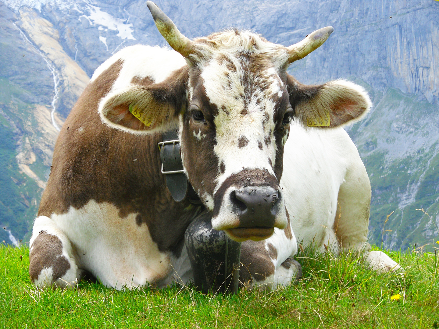 Almwiese in Engelberg (Schweiz)