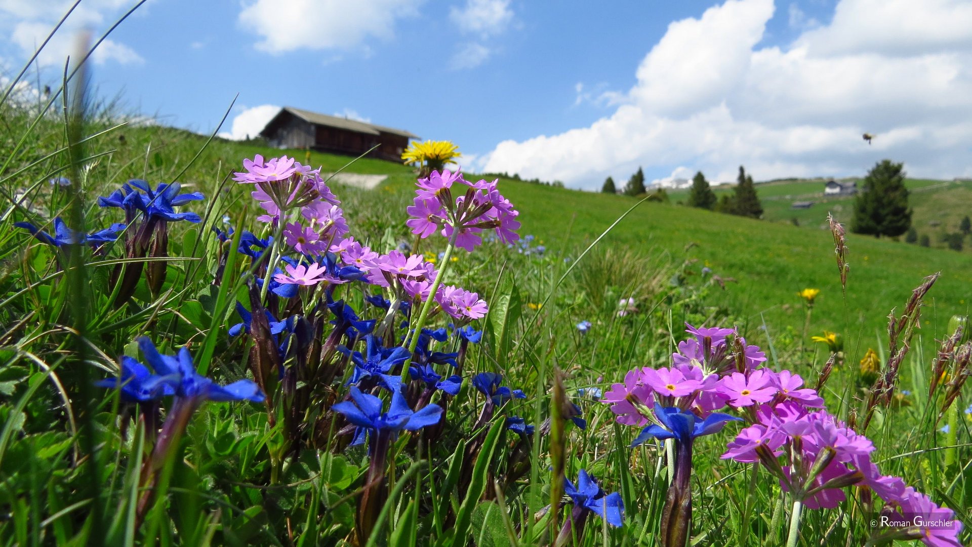 Almwiese in Südtirol