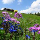 Almwiese in Südtirol