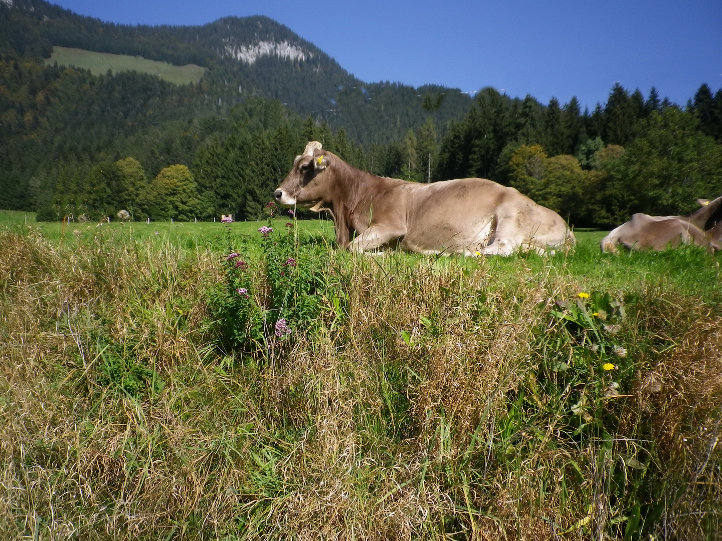 Almwiese mit Kuh