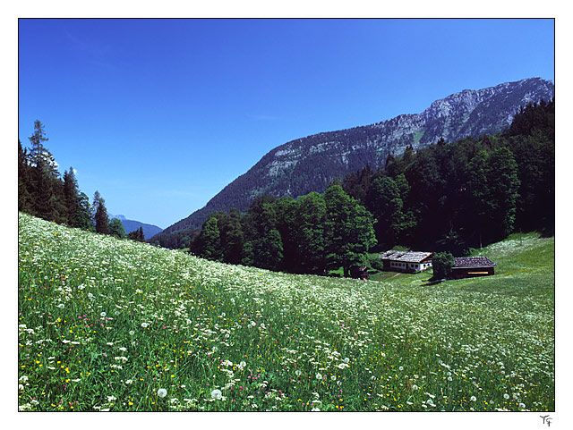 Almwiese und Berghof