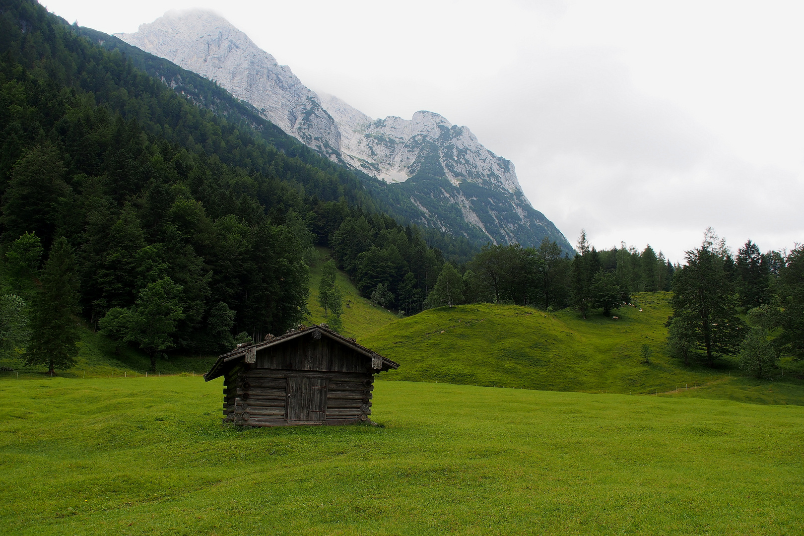 Almwiesen beim Lautersee Nähe Mittenwald