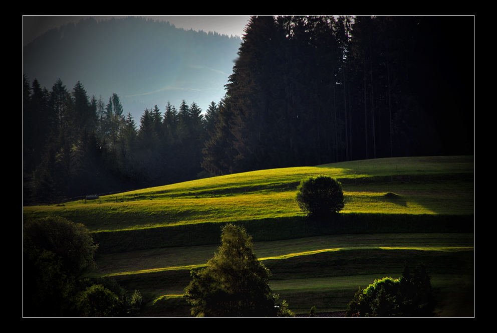 Almwiesen im Abendlicht