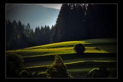 Almwiesen im Abendlicht