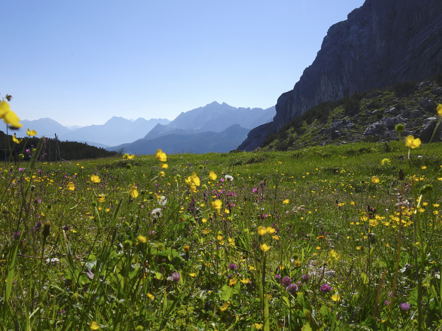 Almwiesen unterhalb der Alpspitze