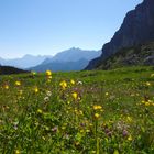 Almwiesen unterhalb der Alpspitze