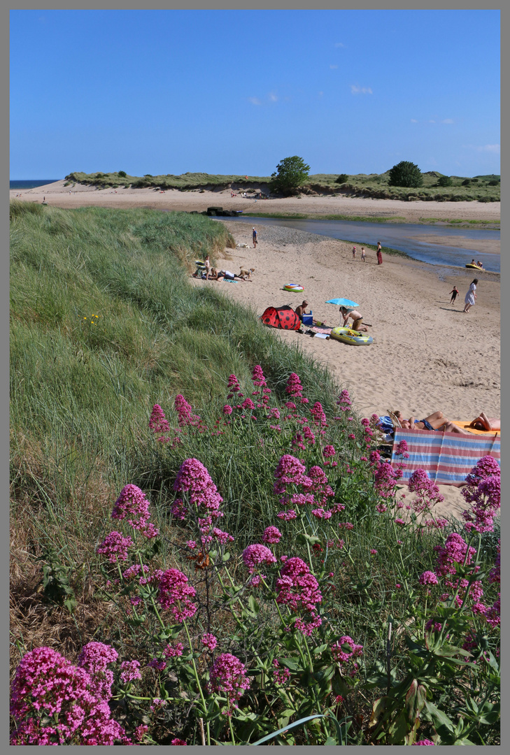 alnmouth Northumberland detail 5