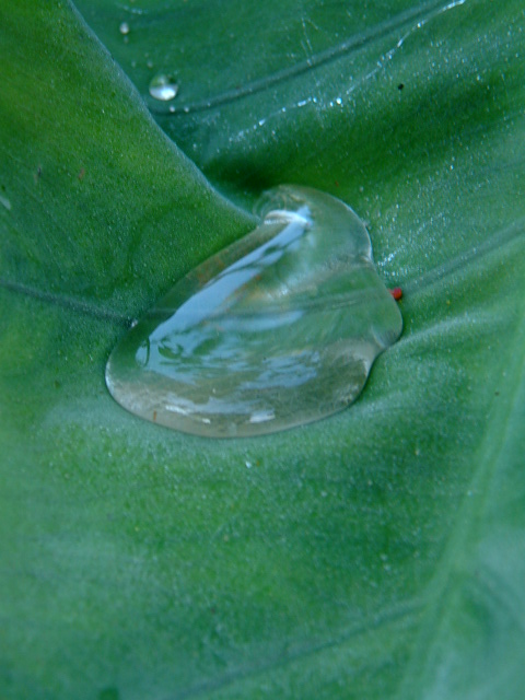 alocasia