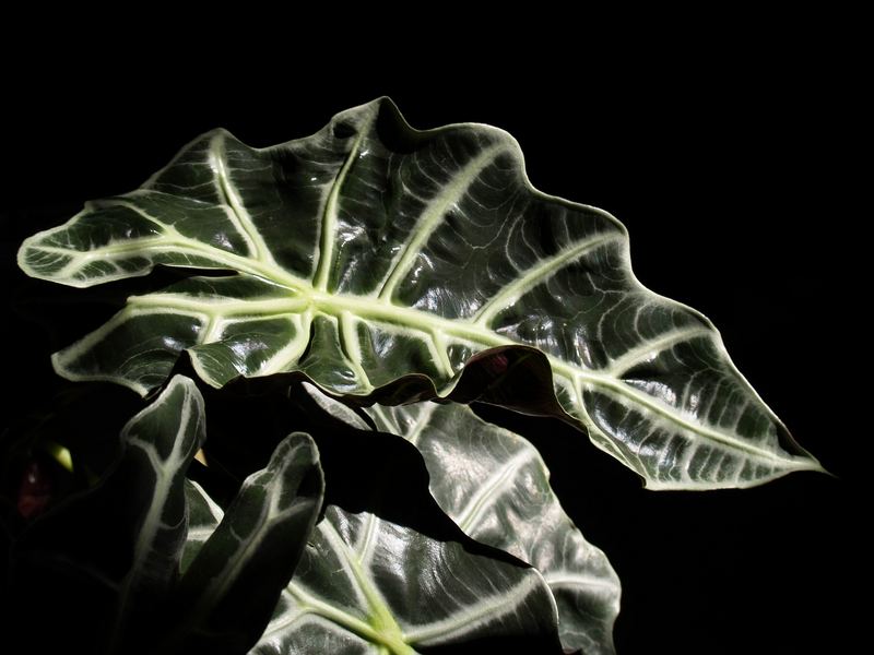 ALOCASIA