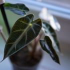 Alocasia