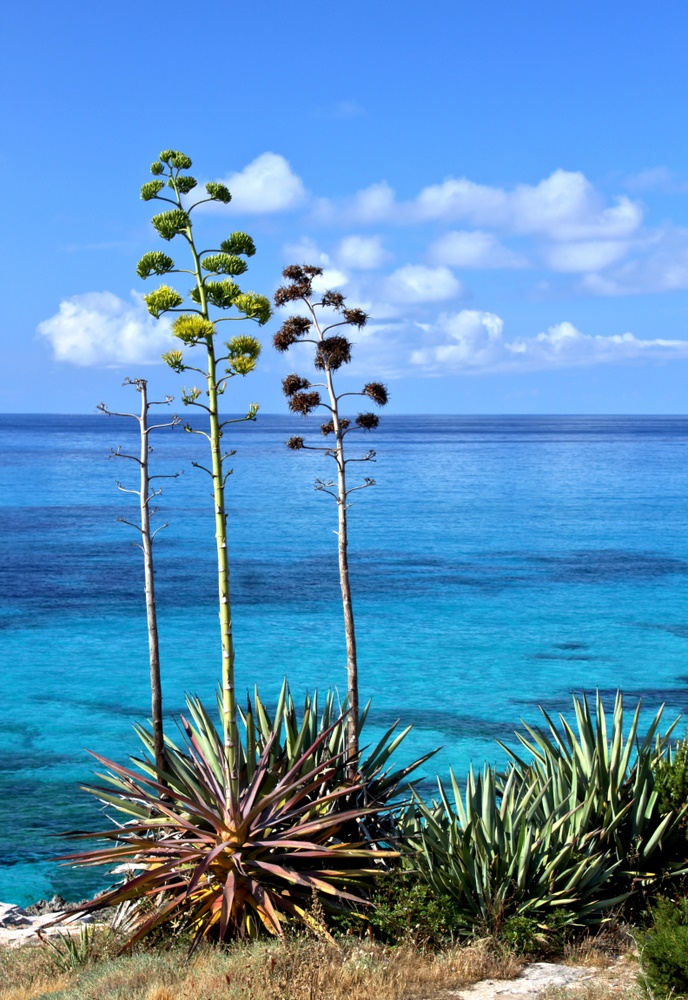 Aloe