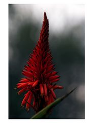 Aloe