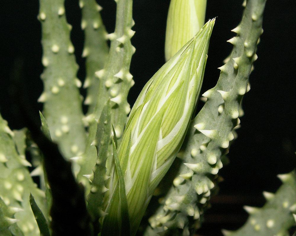 Aloe