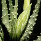 Aloe