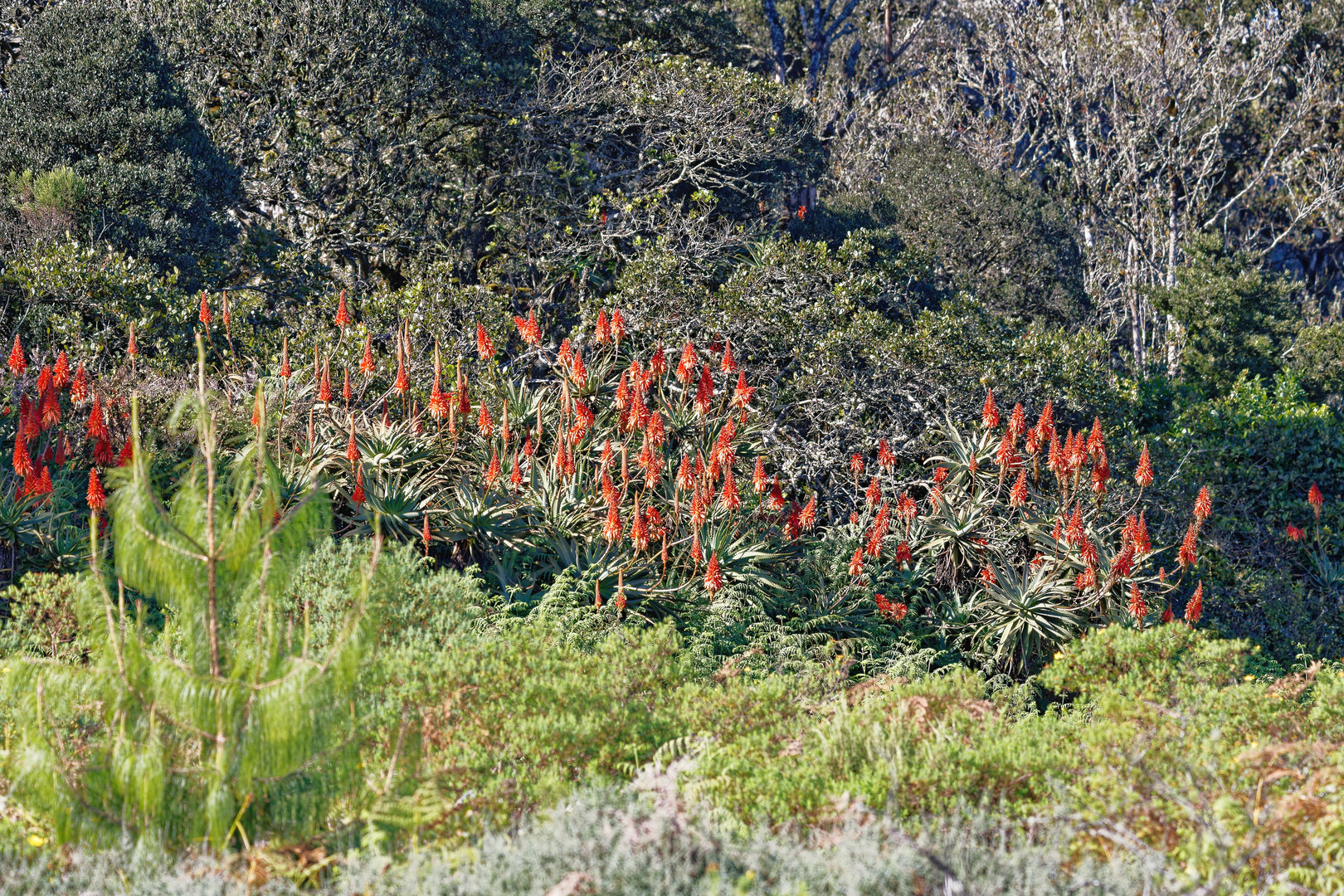 Aloe