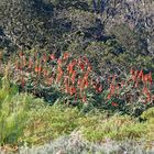 Aloe