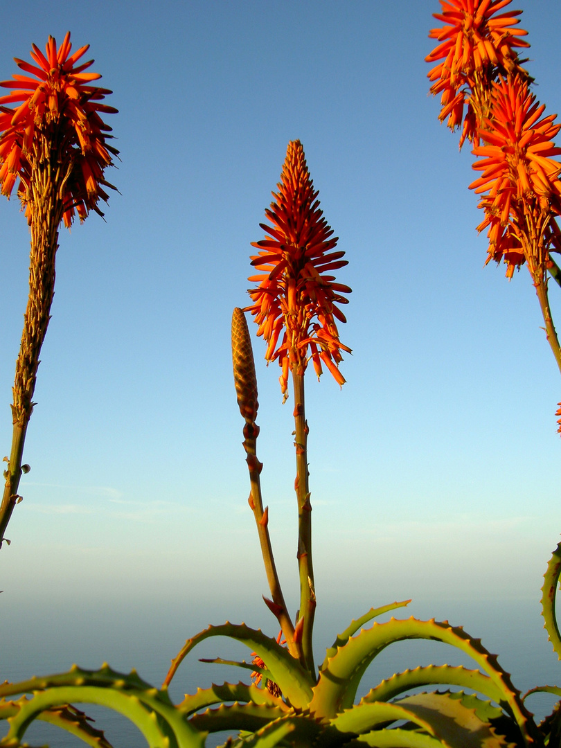 Aloe 