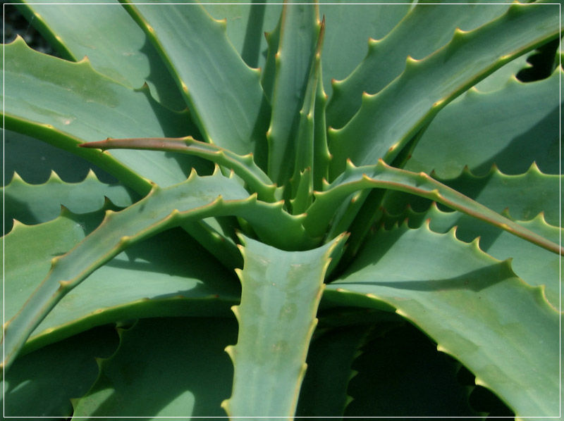 Aloe