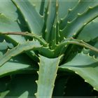 Aloe