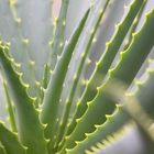 Aloe