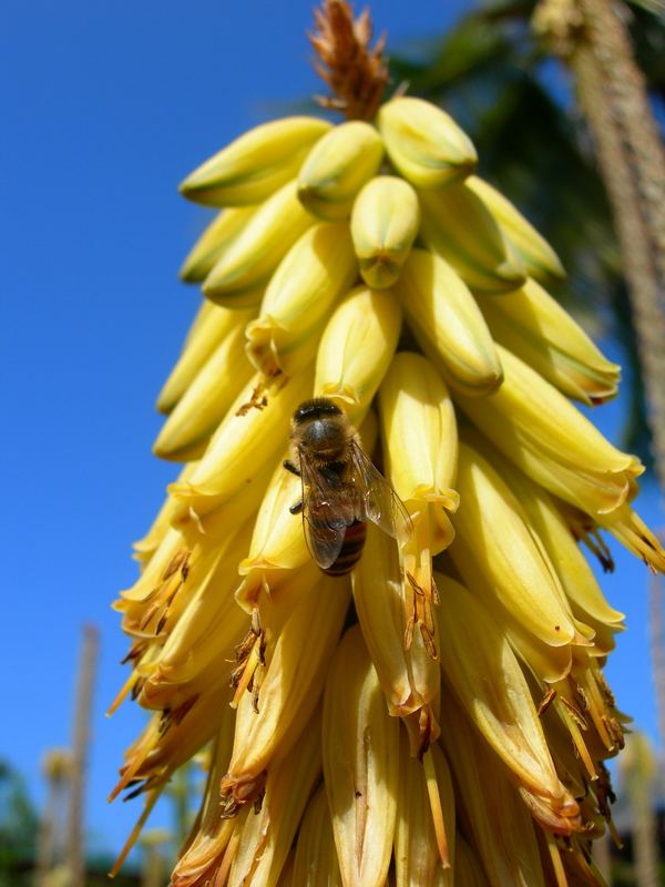 Aloe