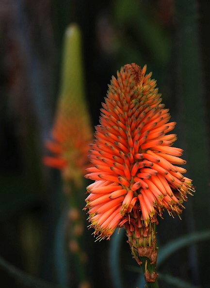 aloe