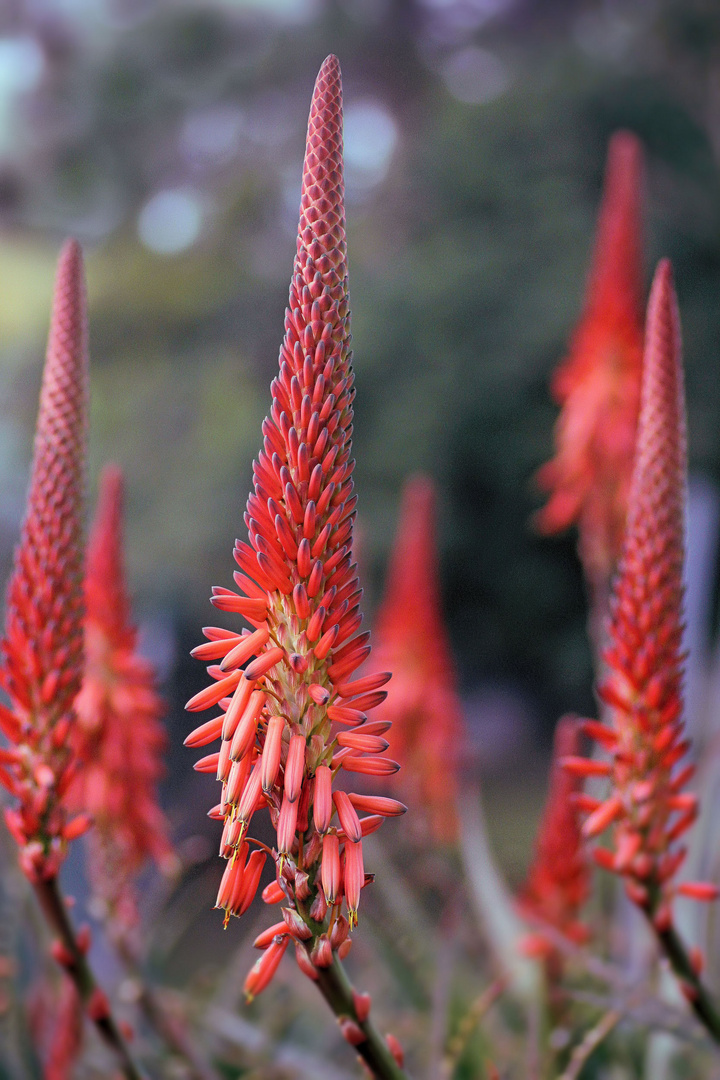 Aloe