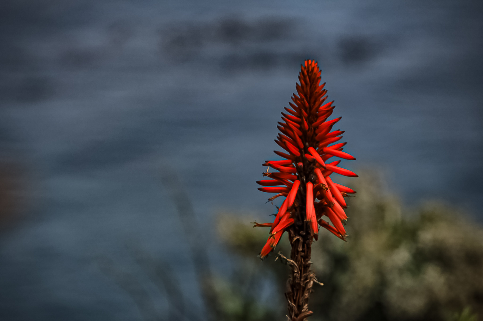 Aloe