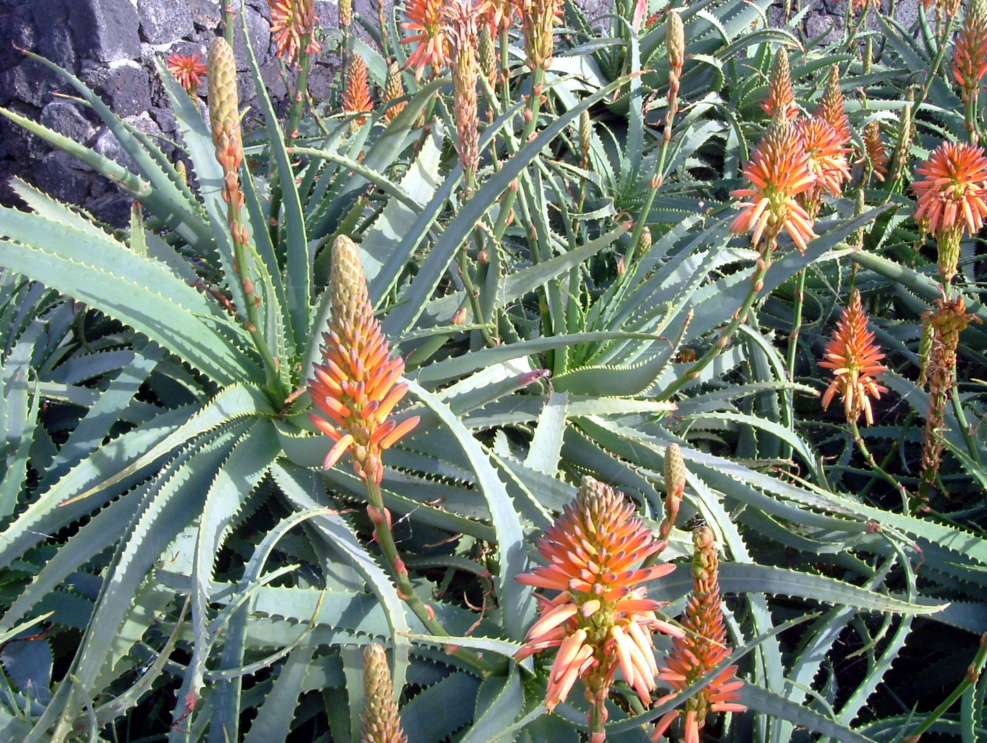 Aloe